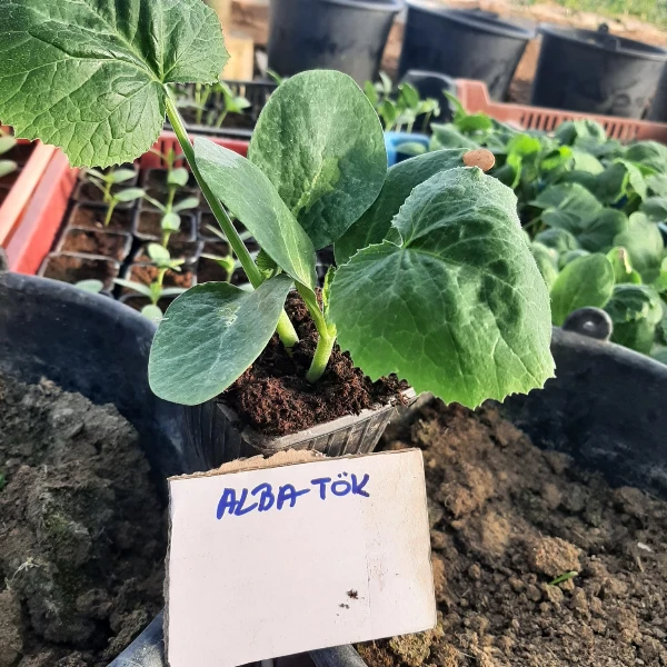 Alba tök palánta