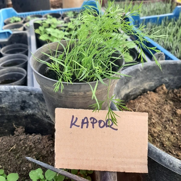Kapor palánta