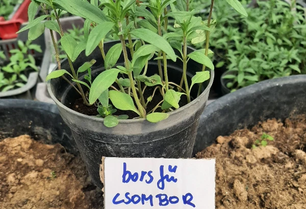 Csombor (borsfű) palánta