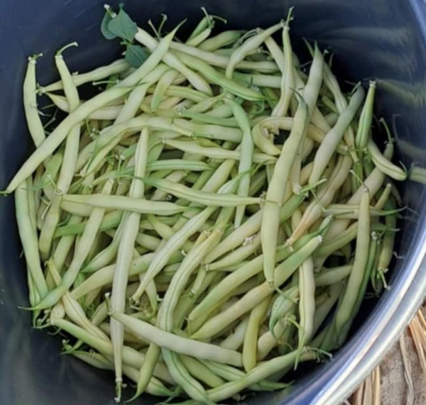Zöldbab