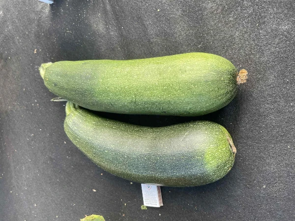 Nagy cukkini (kb. 2-3 kg/db)