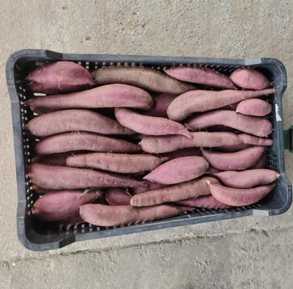 Batáta (lila húsú)