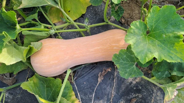 Bébi sütőtök (kb. 1,5-2,8 kg/db)