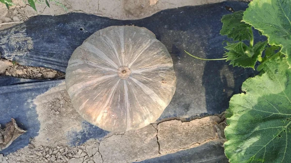 Gissele sütőtök (kb. 0,5-1,5 kg/db)
