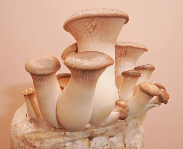 Otthoni gombatermesztő készlet - Ördögszekér laskagomba