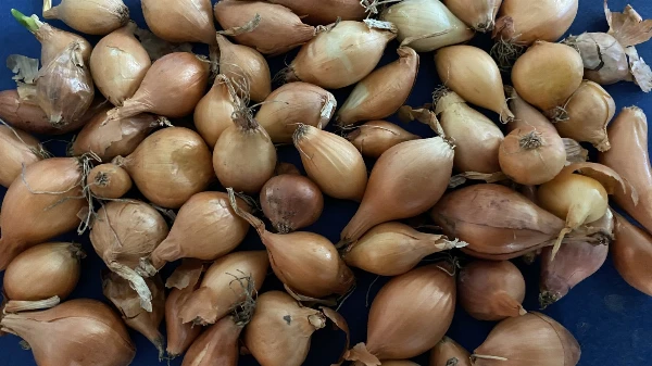 Dughagyma (ültetésre, csemege)