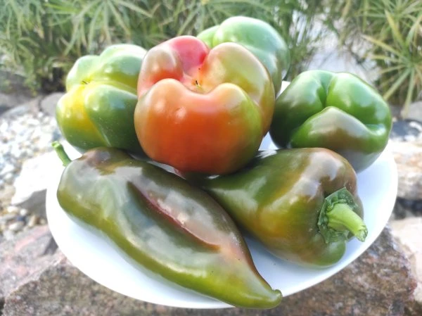 Paprika - Zöld (vegyes)