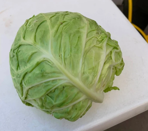 Új kelkáposzta (kb. 0,4-1 kg/db)