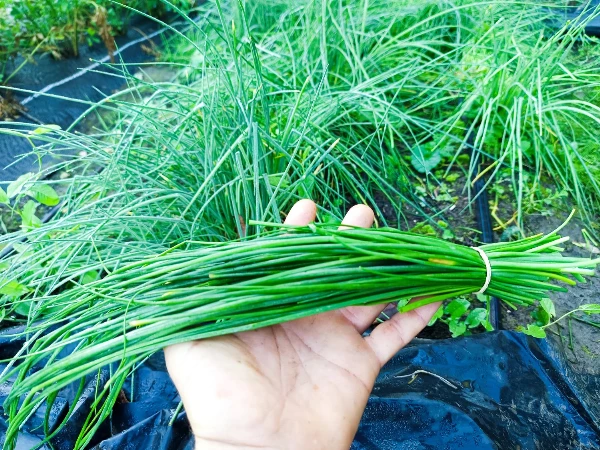 Snidling (metélőhagyma) csokor