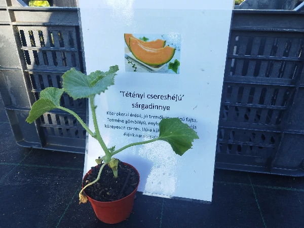 Tétényi csereshéjú sárgadinnye