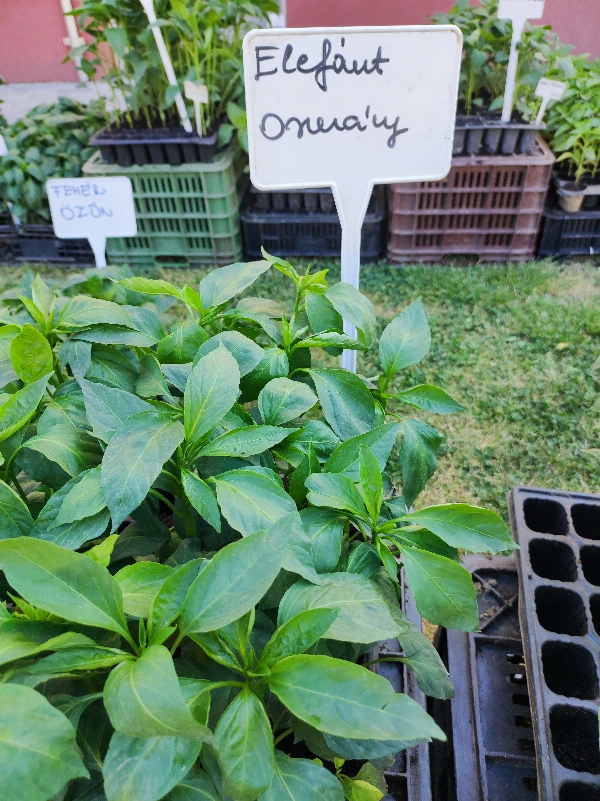 Elefántormány paprika palánta