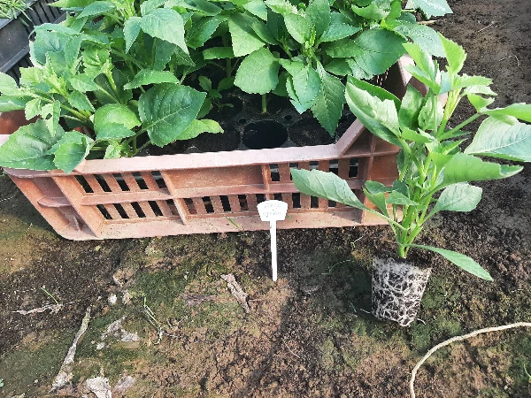 Dália Opera palánta