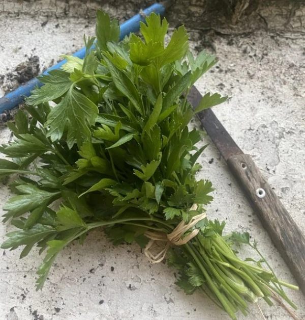 Petrezselyem