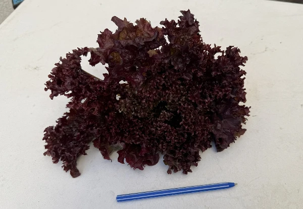 Saláta - Lollo lila (kisebb)