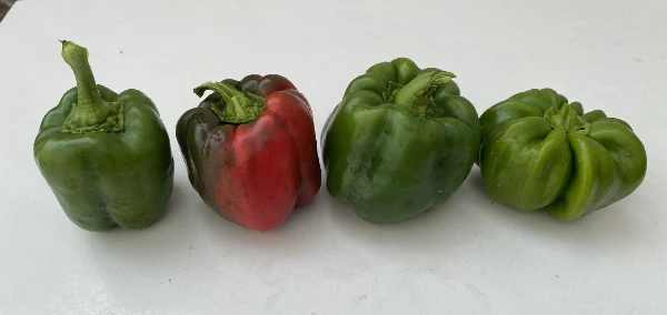 Kaliforniai paprika