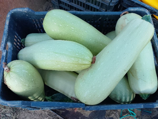 Tök - Főzeléknek való (kb. 1,5-2 kg/db)