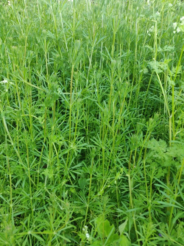Illatos turbolya