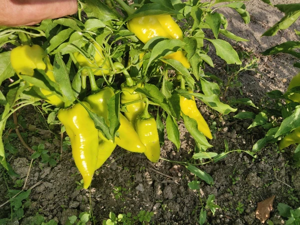Zöld kápia paprika 