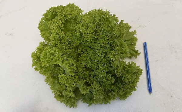 Saláta - Lollo zöld (kisebb)