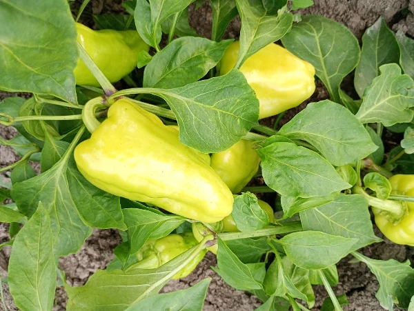 Csípős paprika - PCR