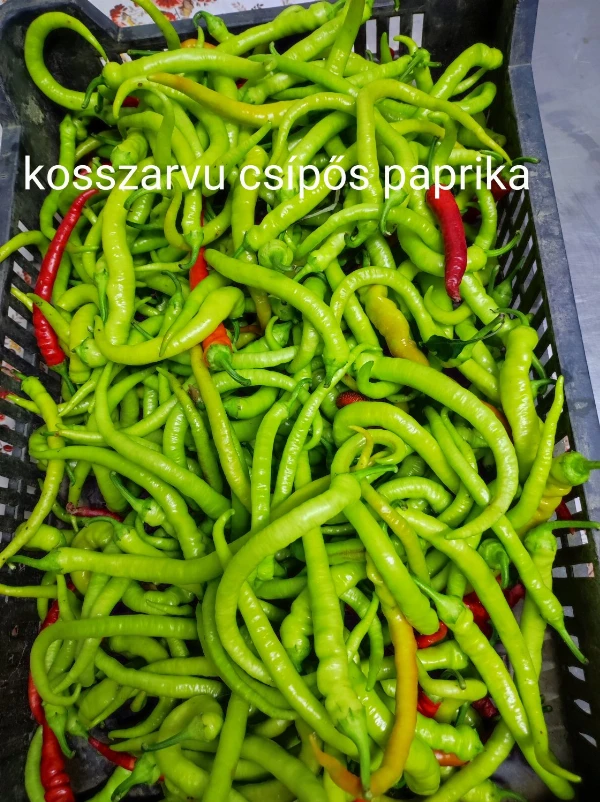 Kosszarvú paprika csípős