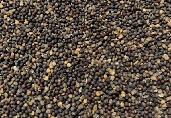 BIO rukkola és mizuna mag keverék (csíráztatásra, vetésre)