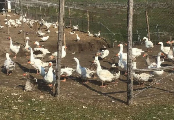 Liba - konyhakész (kb. 2,5-3 kg)