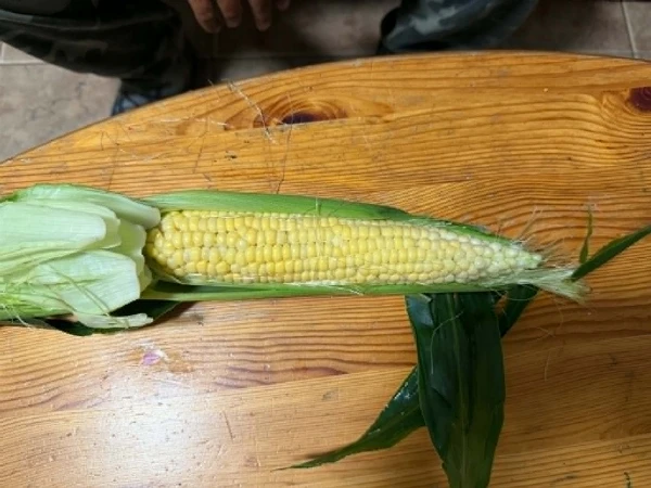 Csemegekukorica
