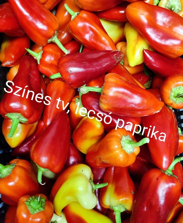 Lecsó- és TV paprika