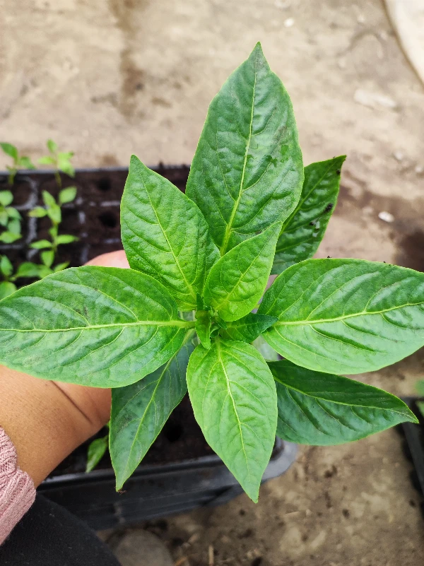 Bocskor paprika palánta