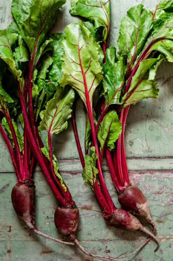 Leveles cékla (hosszúkás)