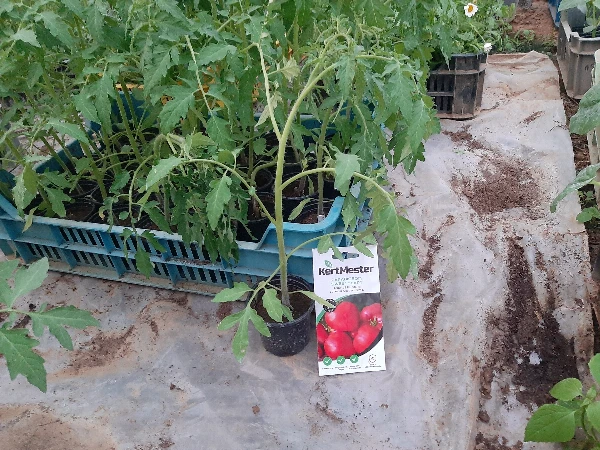 Paradicsom palánta Sweetheart