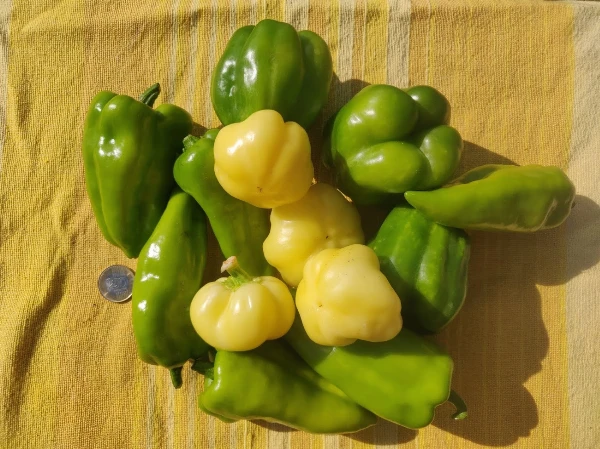 Paprika (vegyesen) Corno Rosso, kaliforniai,alma))