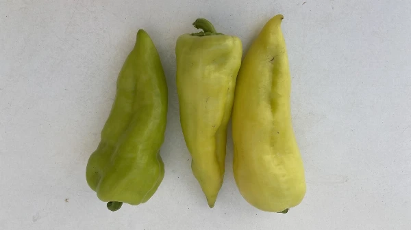 Bulgár paprika