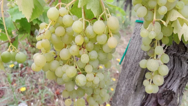 Csabagyöngye csemegeszőlő kisebb szemű