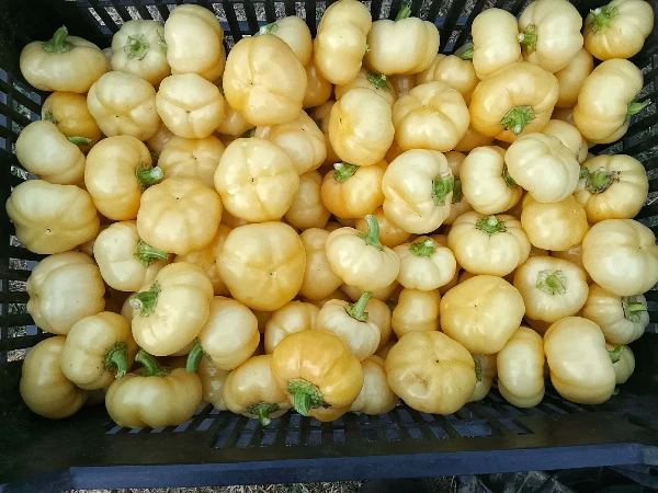 Almapaprika (kisebbek)
