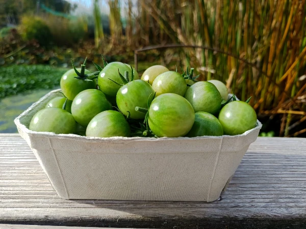 Paradicsom - Koktél (zöld)