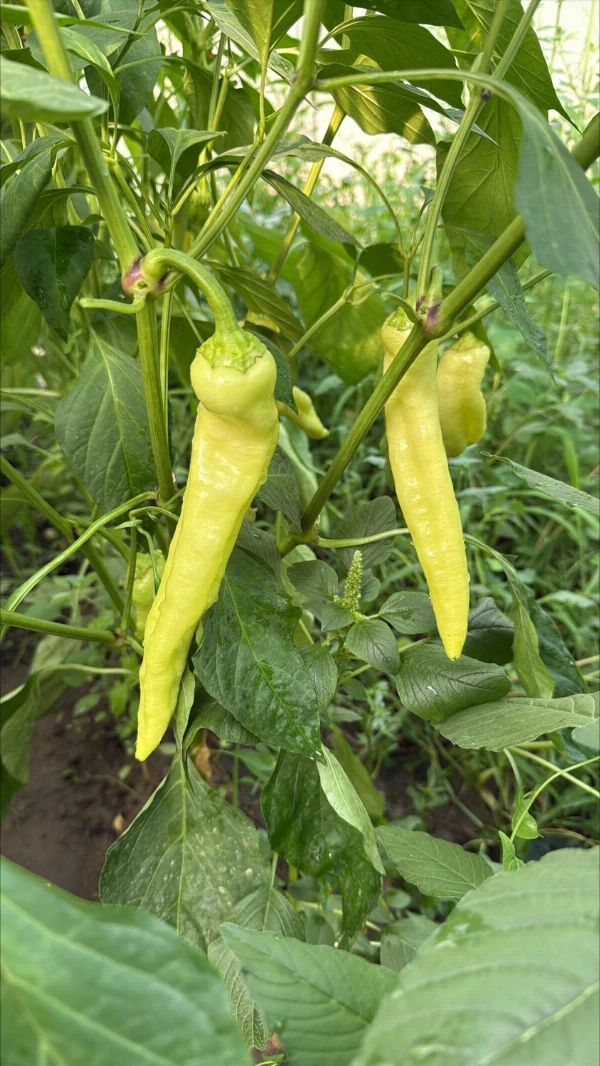 Paprika - Hegyes erős