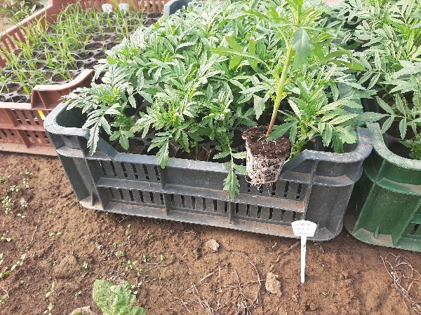 Bársonyvirág Calando Yellow palánta