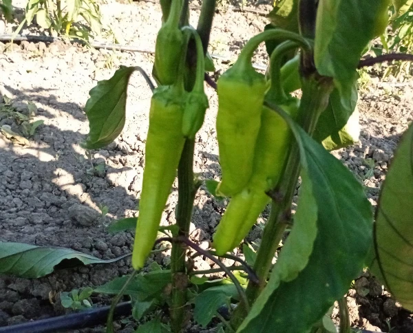 Kosszarvú paprika (édes)