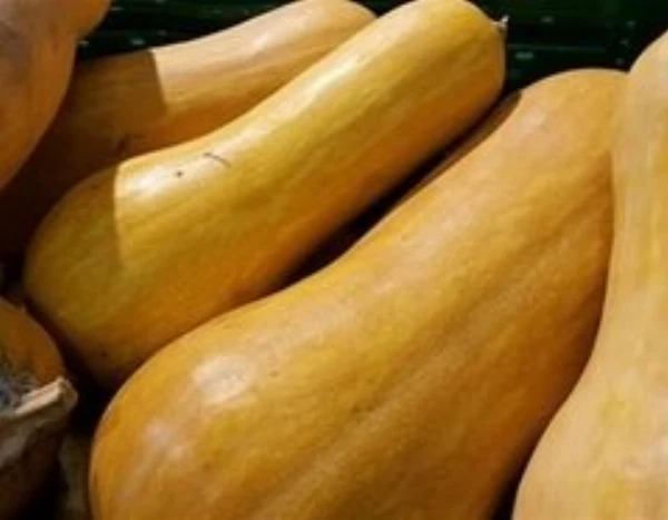 Sütőtök hosszúkás (kb. 2,5-3 kg/db)