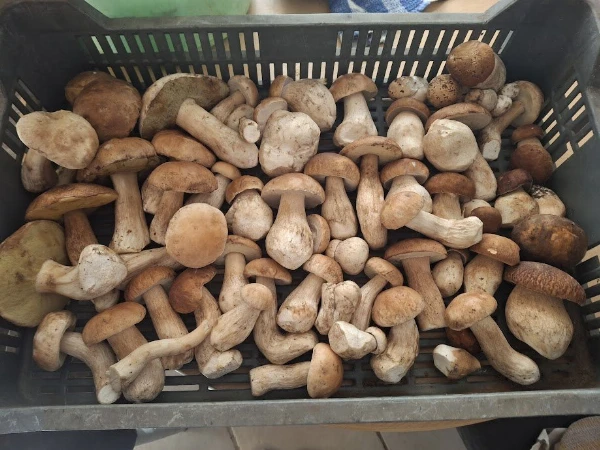 Ízletes vargánya (friss)