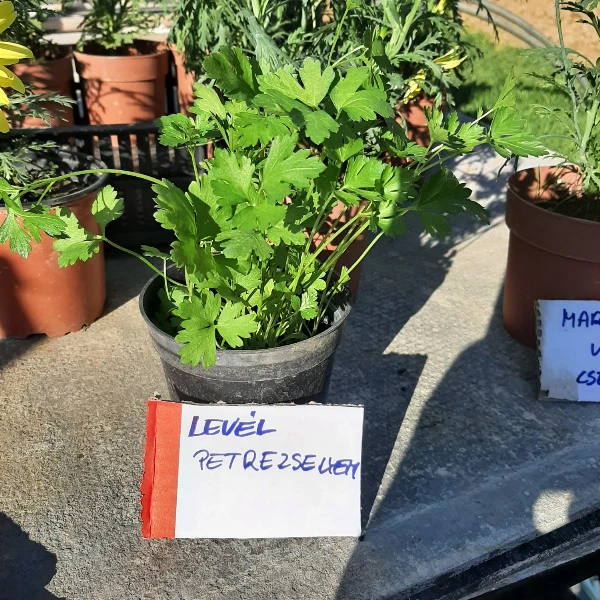 Levélpetrezselyem palánta (sima levelű)
