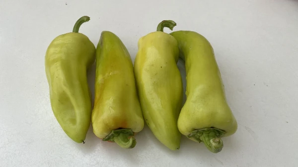Bulgár paprika