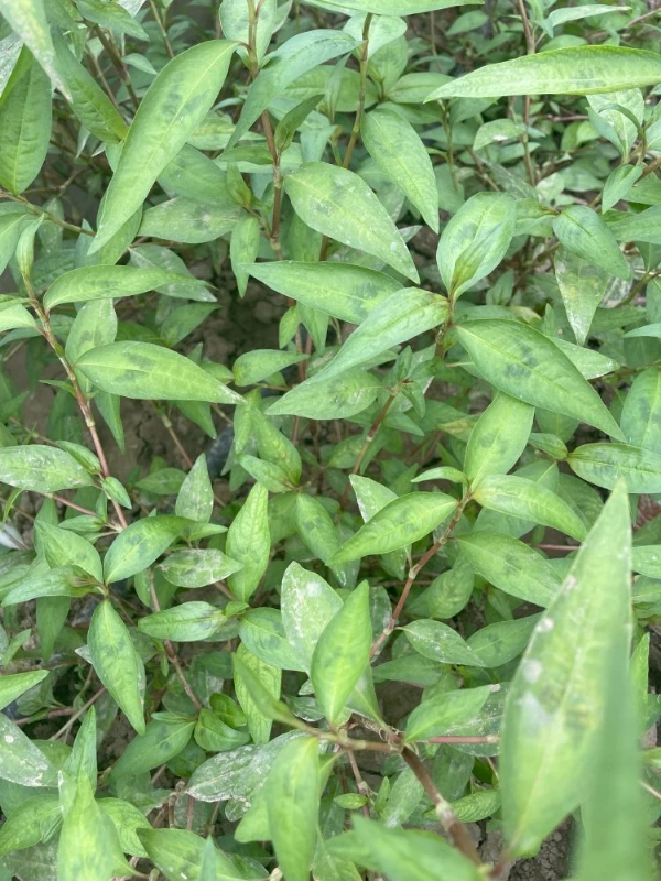 Rau ram - vietnámi koriander