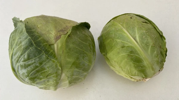 Zöldkáposzta (kb. 0,7-1 kg/db)