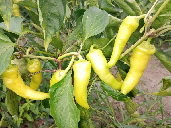 Kosszarvú paprika (édes)