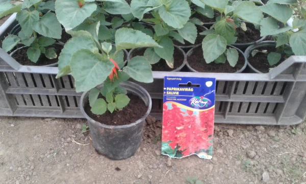 Virág palánta Paprika virág