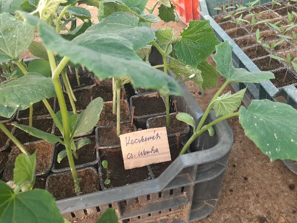 Kecskeméti csemegeuborka palánta