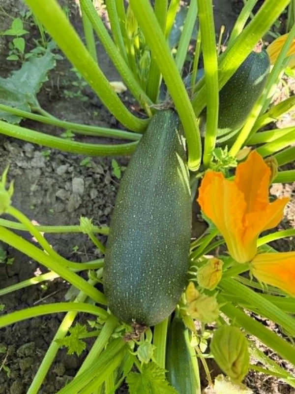 Cukkini (kb. 0,8-1 kg)